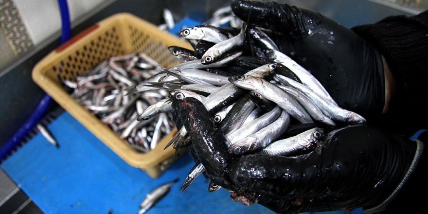 Hamsi Batı Karadeniz'i Terk Ediyor