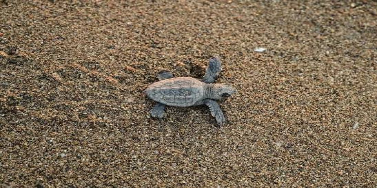 Antalya'daki Dört Sahilden Bu Yıl Yaklaşık 200 Bin Caretta Caretta Yavrusu Denize Ulaştı