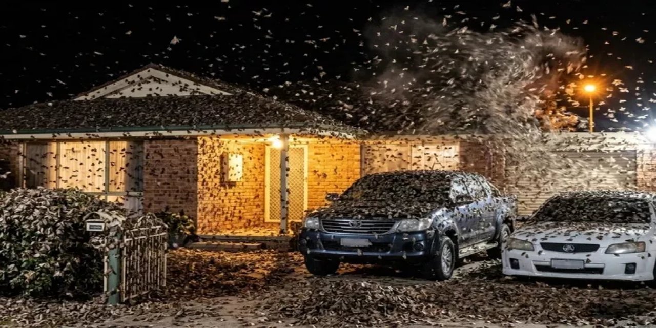 Avustralya’da Bogong Güveleri Yerleşim Bölgelerini İstila Etti