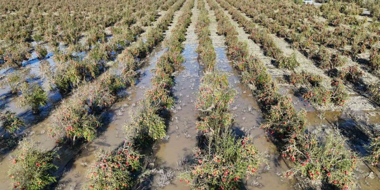 Hatay Arsuz'da Ceviz Büyüklüğündeki Dolu, 100 Dönümlük Nar Bahçesinde Hasadı Bitirdi