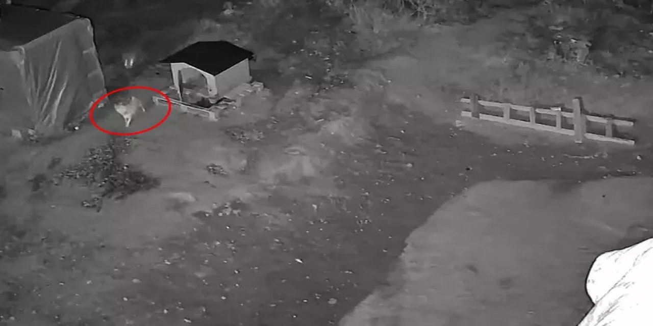 Kamera Kaydını İzleyen Sivaslı Vatandaşı Dehşete Düşüren Görüntü