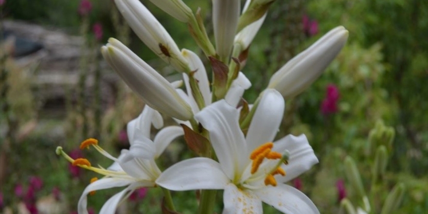 'Ak Zambak Eylem Planı' Tamamlandı