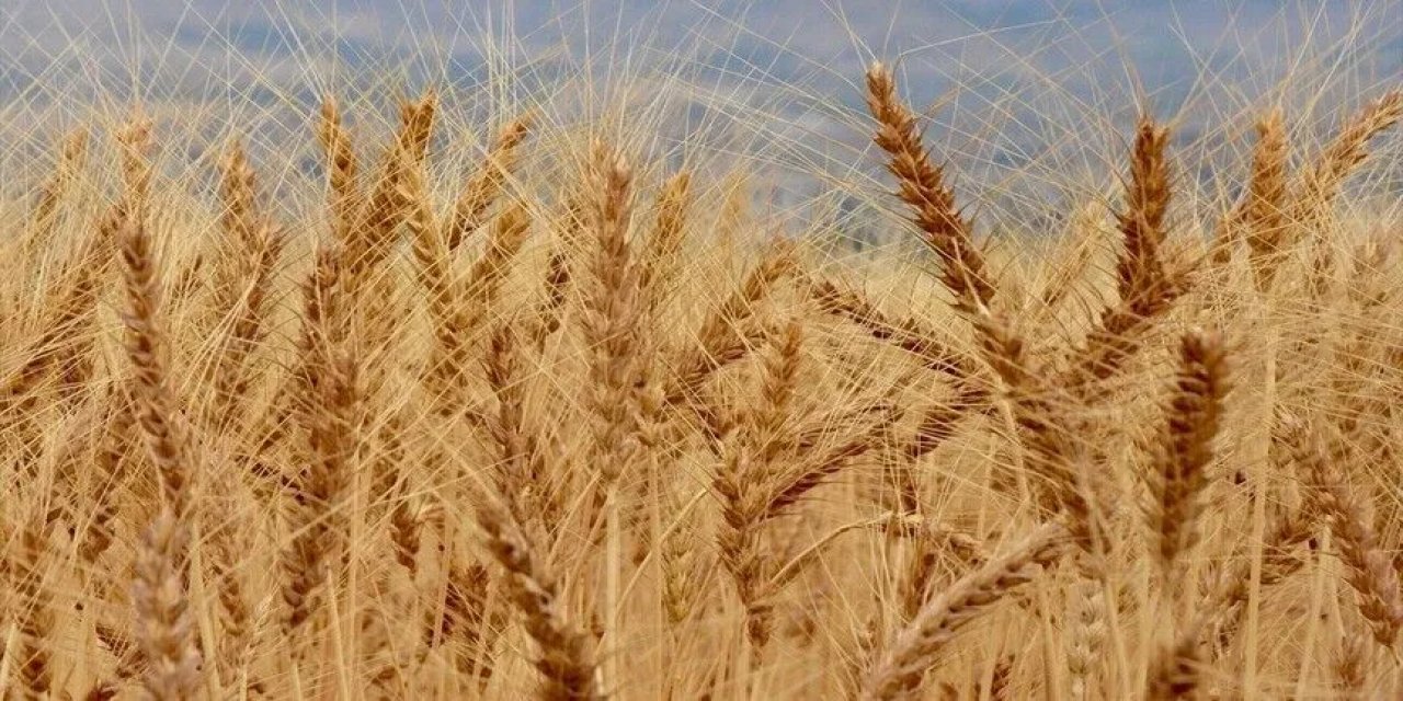 Anadolu'nun Kurak İklimine Uygun, Verimi Yüksek Buğday Çeşitleri Geliştiriliyor