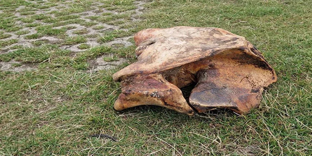 Tarlasını Kazarken Servet Buldu! Değeri Tam 444 Milyon Tl