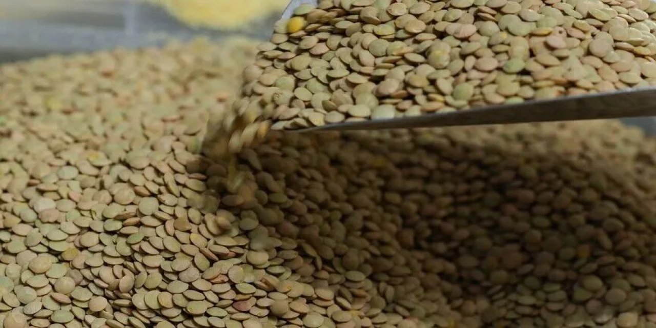 Kayseri'de Üretilen 3 Bin Ton Yeşil Mercimek Migros Mağazalarında Satışa Sunulacak