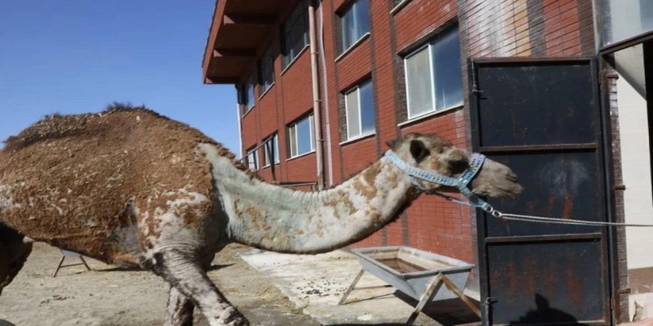 Burdur'da Retina Rahatsızlığı Olan Deve Kök Hücre Tedavisi Olacak