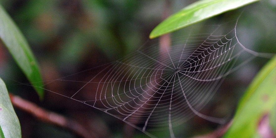 Amerikalı Araştırmacılar 2019'da 71 Yeni Canlı Türü Keşfetti