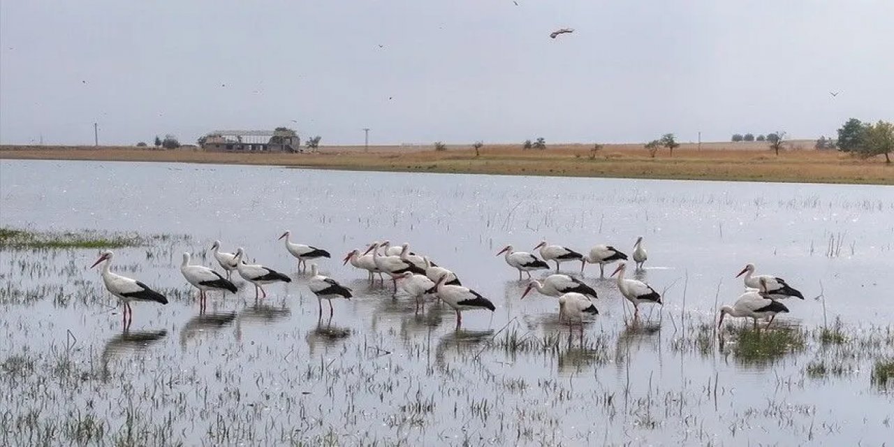 Göç Etmeyen Leylekler Mevsimsel Yağışlarla Canlanan Kabaklı Göleti'ni Mesken Tuttu