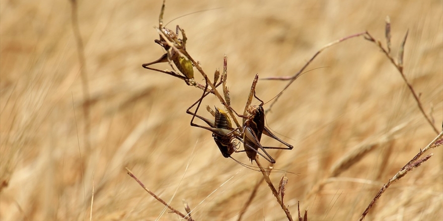 Çöl Çekirgeleri Afrika Boynuzu'nu İstila Etti