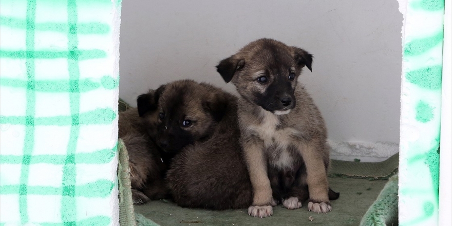 Van'da Artık Yemekler Sokak Hayvanlarına Ulaştırılıyor