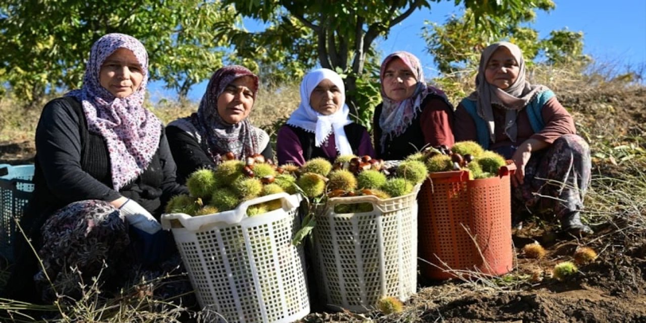 Manisa'da Metrelerce Yüksekte Kestane Hasadı