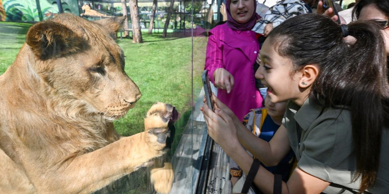 Gaziantep'te Ezber Bozan Proje: Aslanlarla Göz Göze
