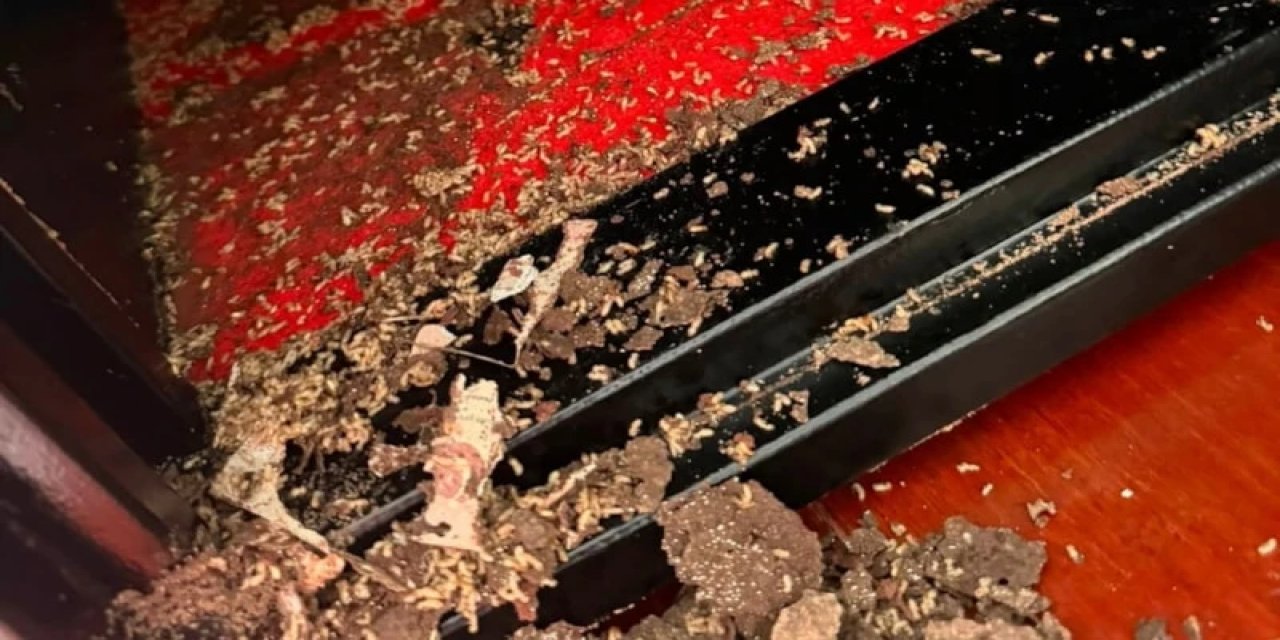 1 Milyon 400 Bin Liralık Birikimi Toza Dönüştü: Sebebi Küçük Böcekler Çıktı