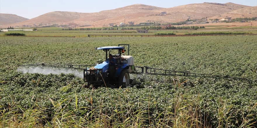 Yağışlar Gap Çiftçisine 'Nefes' Aldırdı