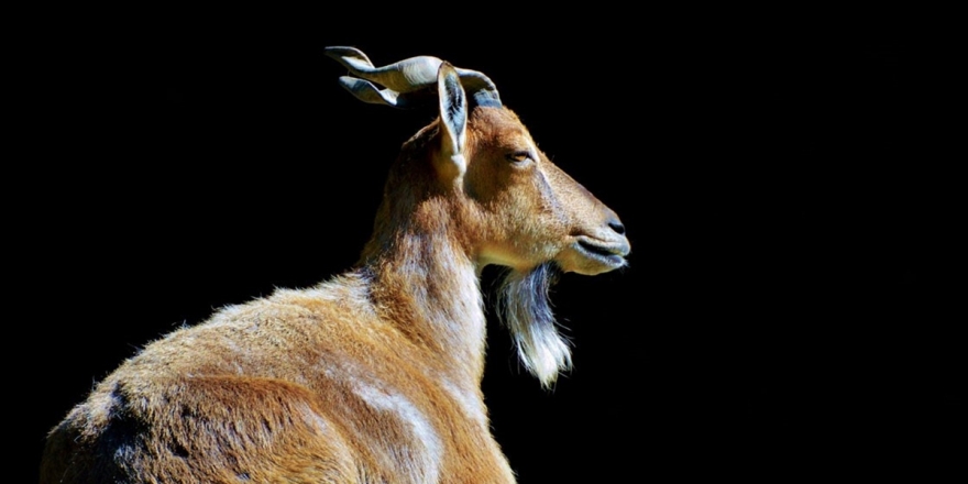 Pakistan Bu Yıl 5 Yaban Keçisi Avından 555 Bin Dolar Kazandı