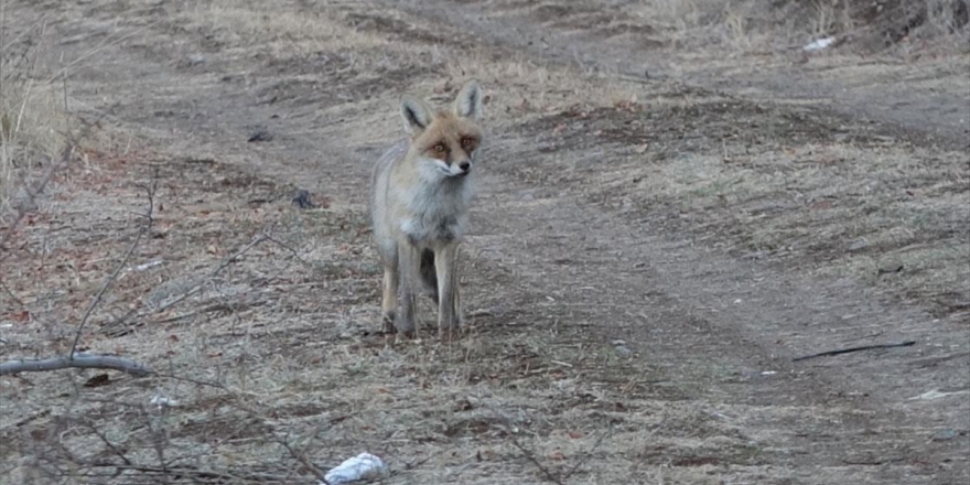 Burdurlu Doğaseverin Tilkiyle Dostluğu