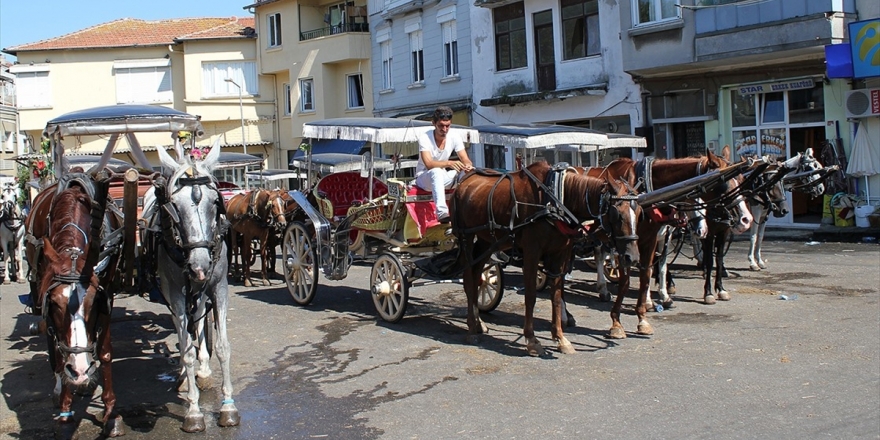 Adalar'da 81 At İtlaf Edildi