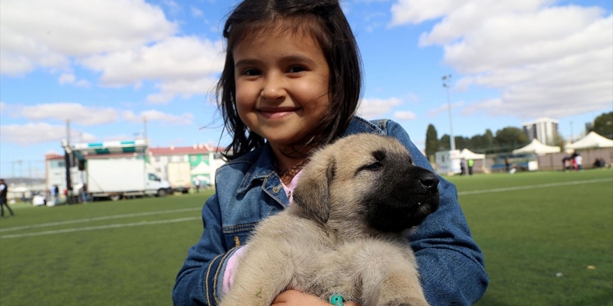 Çocukluğunu Köpek Beslenen Evde Geçirmek Şizofreni Riskini Azaltabilir