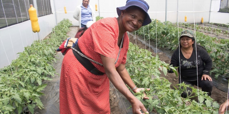 Tika'dan Ekvador'daki Tarımsal Kalkınmaya Sera Desteği