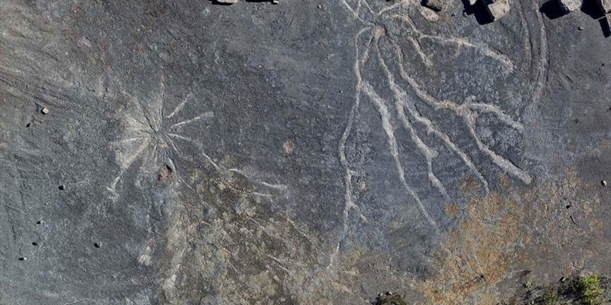 Dünyanın En Eski Ağaç Fosilleri New York'ta Bulundu