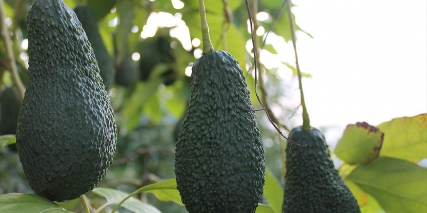 Tropikal Meyveler Üreticinin Yüzünü Güldürdü