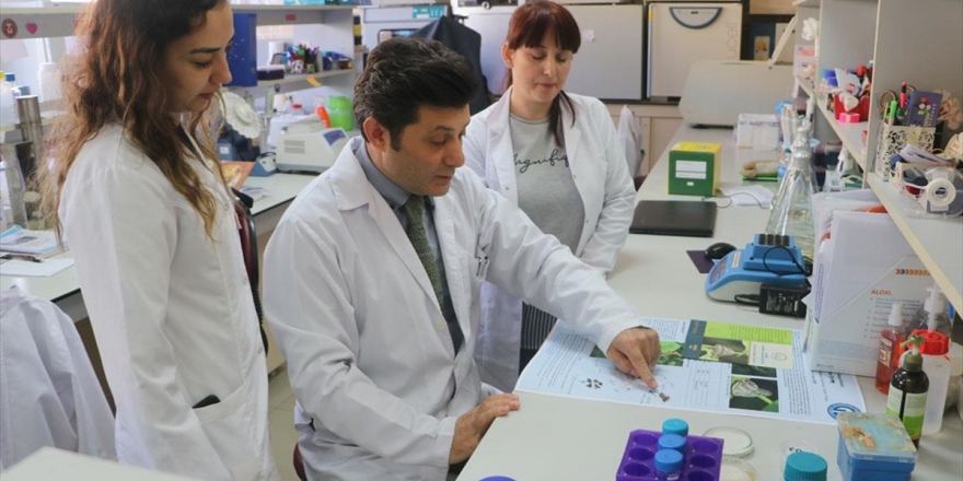 'Vampir Kelebek' İle Mücadele İçin Yerli İlaç Geliştirildi