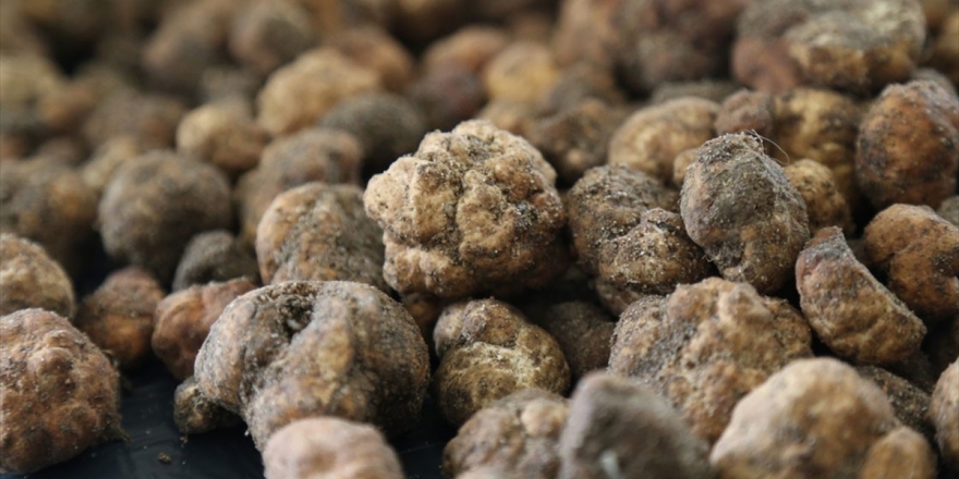 Ticaret Bakanlığı Trüf Mantarı İhalesi Gerçekleştirecek