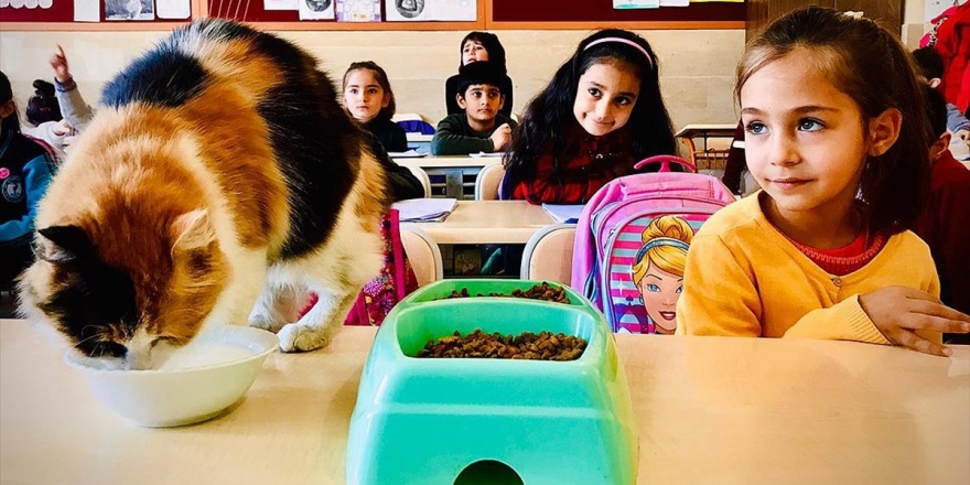 Kedi 'Boziş' Okulun Maskotu Oldu