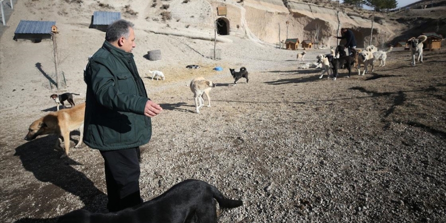 Hasta Ve Sahipsiz Köpeklere Kayadan Oyma Mağarada 'Yuva' Konforu