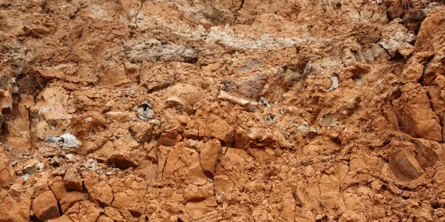 Denizli'de 8 Farklı Hayvan Türüne Ait Fosil Bulundu