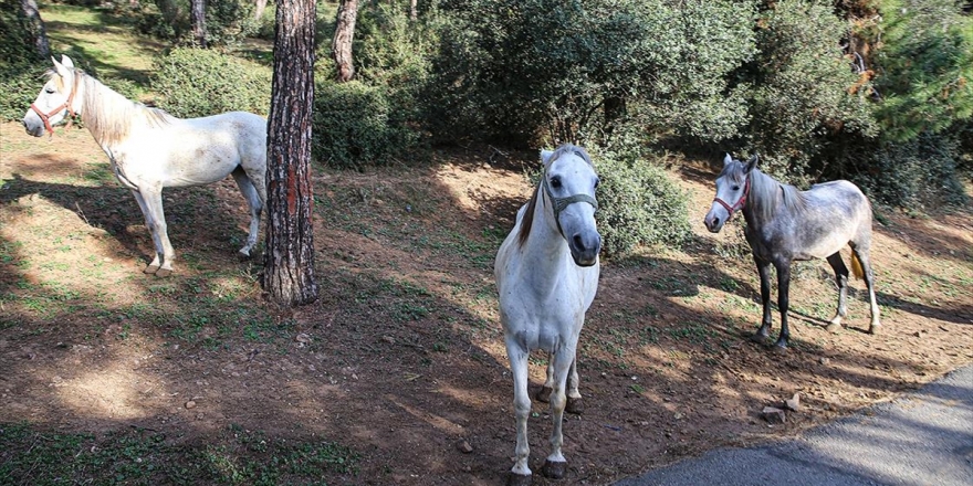 Adalar'da İtlaf Edilen 105 Atın Sahipleri Hakkında Suç Duyurusunda Bulunuldu