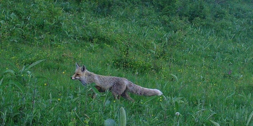 Artvin Zengin Yaban Hayatıyla Bilim İnsanlarını Cezbediyor