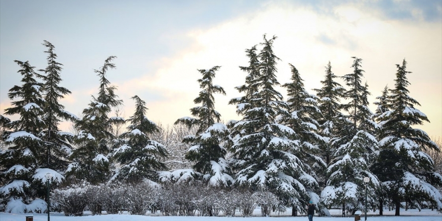 Tarım Ve Orman Bakanı Pakdemirli: Ormandan Genç Ağaç Kesenlere 10 Yıla Kadar Hapis Cezası Uygulanabilir