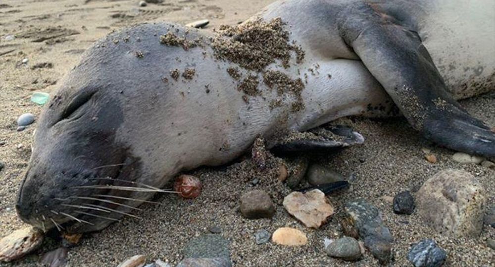 Alanya sahilinde ölü halde Akdeniz foku bulundu