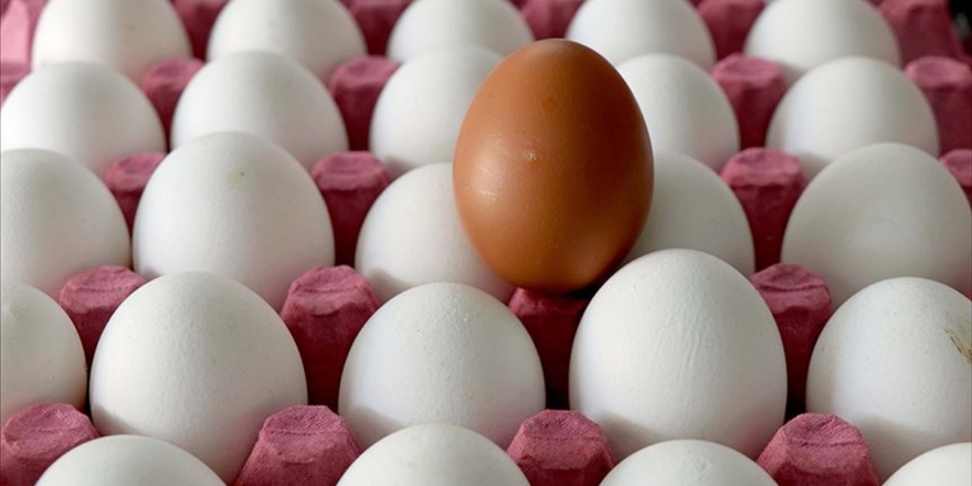 Yumurta Ve Su Ürünlerindeki Kdv İndirimi Üreticileri Sevindirdi