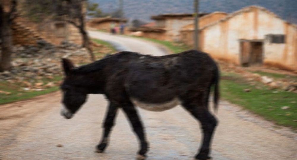 Eşeğe tecavüze 300 lira para cezası