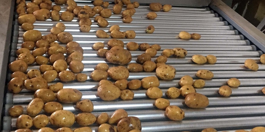 Kuru Soğan Ve Patates İhracatı Ön İzne Bağlandı