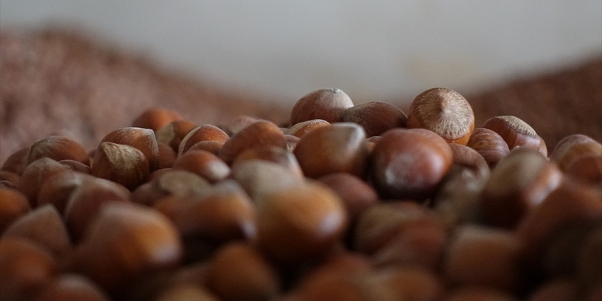 Türkiye Geçen Yıl En Fazla İtalya'ya Fındık Sattı
