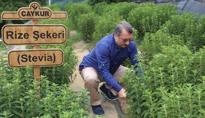 16 Milyon TL boşa gitti! ÇAYKUR’un stevia macerası başlamadan bitti