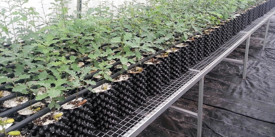 Bakan Pakdemirli: Geçen Yıl 770 Dekar Alanda Trüf Ormanı Oluşturuldu