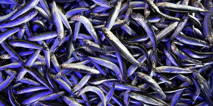 Soğuk Hava Hamsiyi Sofraya Getirdi