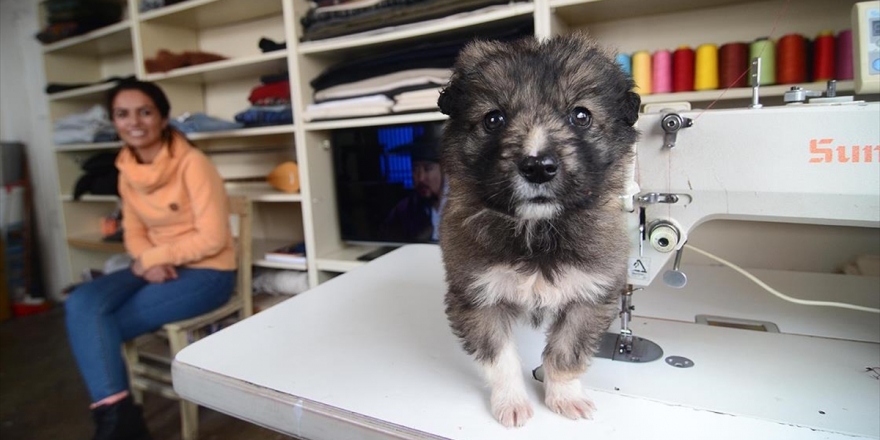 Donmak Üzereyken Buldukları 'Nota' Ve 'Aşti' Can Dostları Oldu