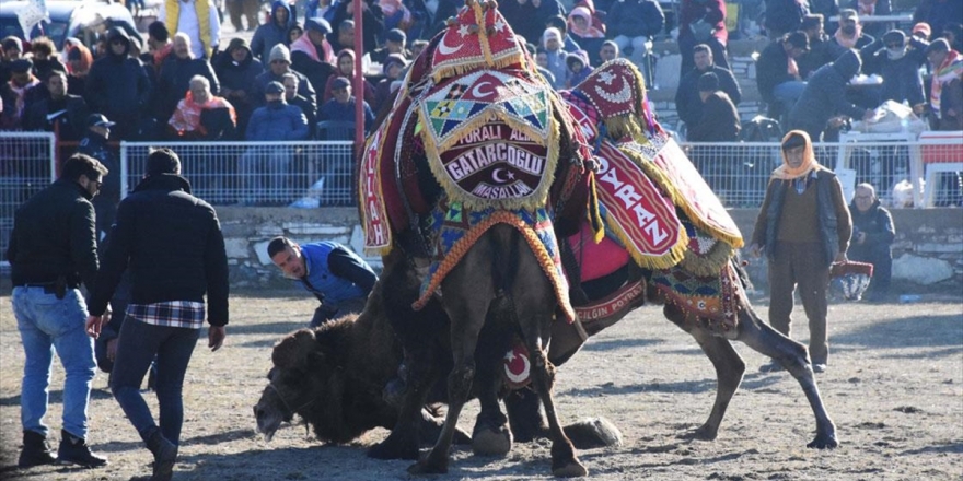 Muğla'daki Deve Güreşi Festivaline Yoğun İlgi