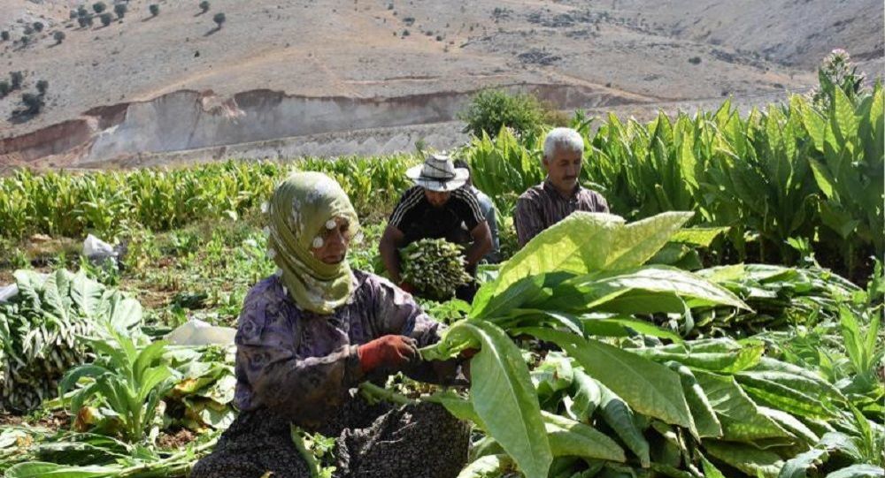 'Yerli tütün kullanım oranı düştü, ithalat ve kayıt dışı arttı'