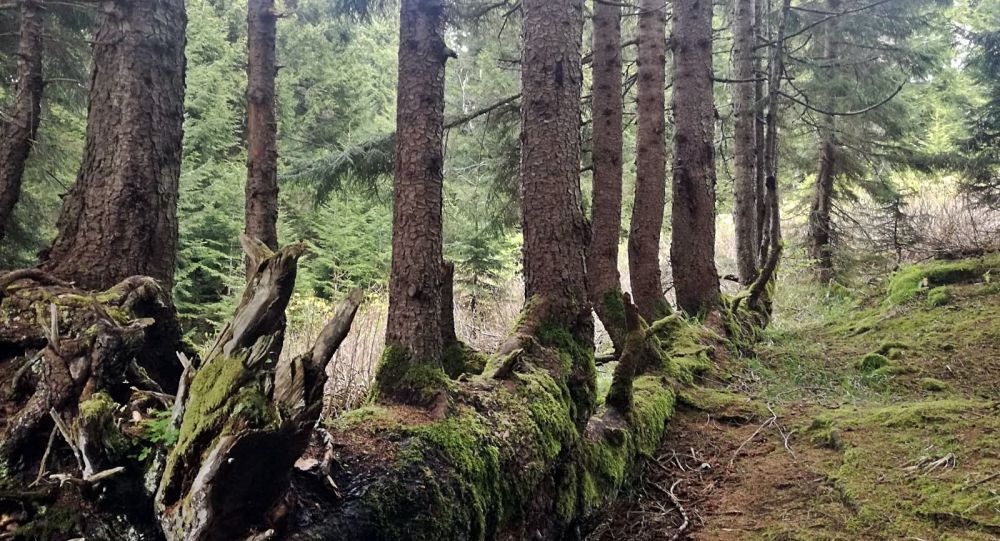Ordu'da bir ağaç, gövdesinde 17 ağaç büyüttü