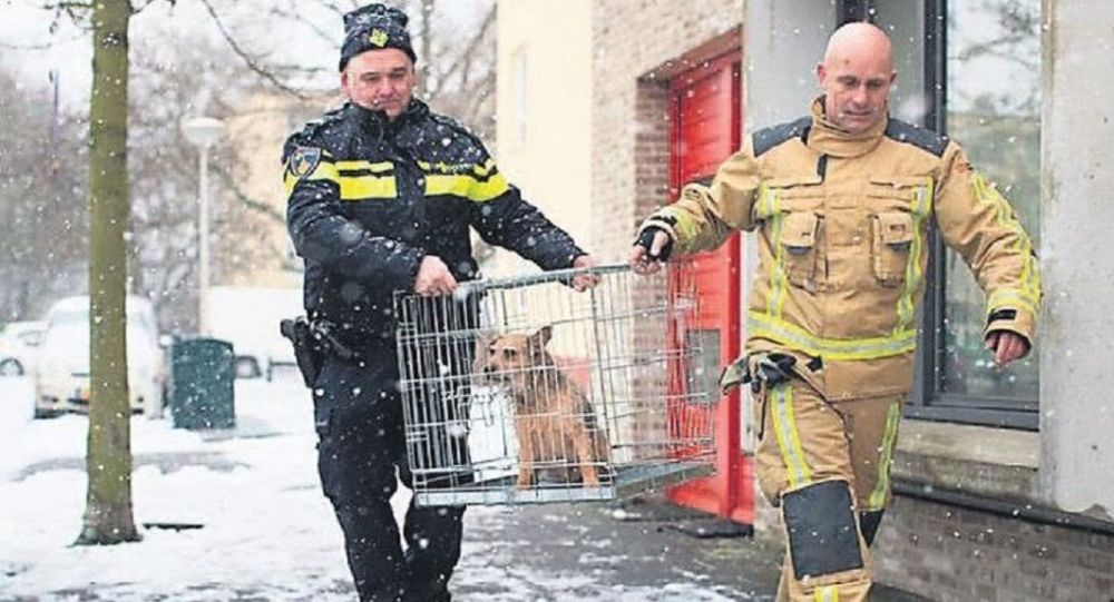 Hayvan polisi fikrine Animal Planet'te yayınlanan dizi ilham verdi