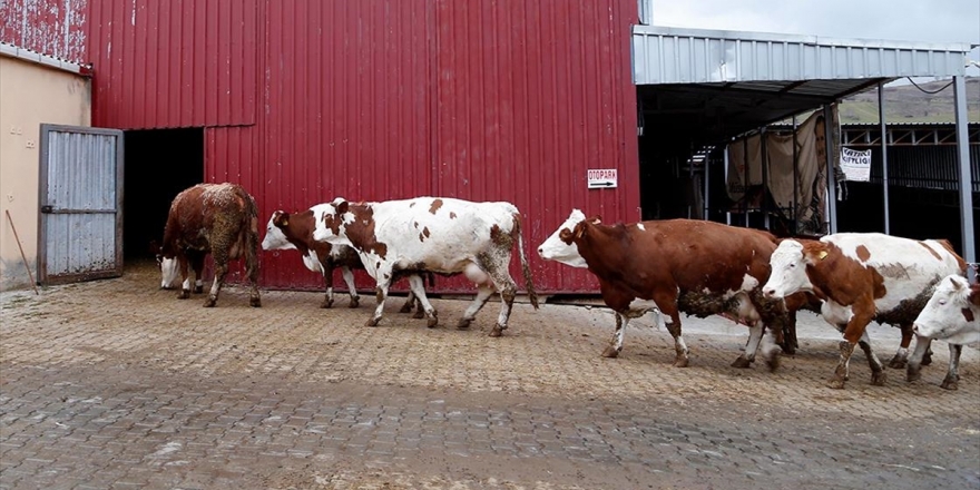 Geçen Yıl En Çok Süt Üreten İl Konya Oldu