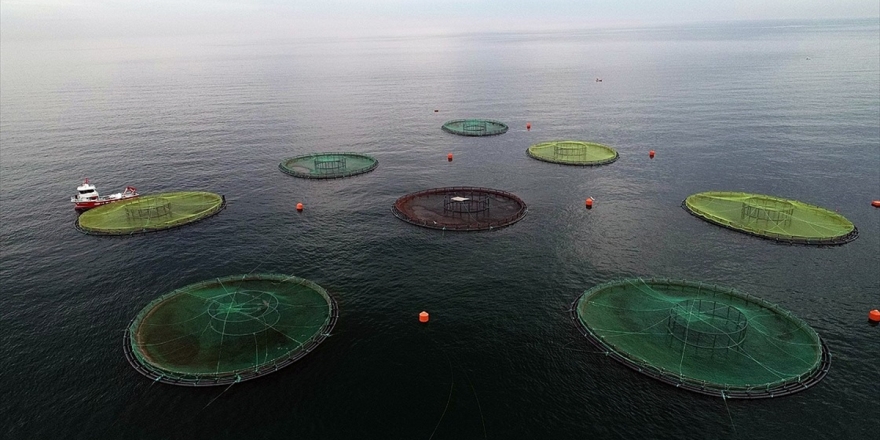 Su Ürünleri İhracatının Yeni Yıldızı: Karadeniz Somonu