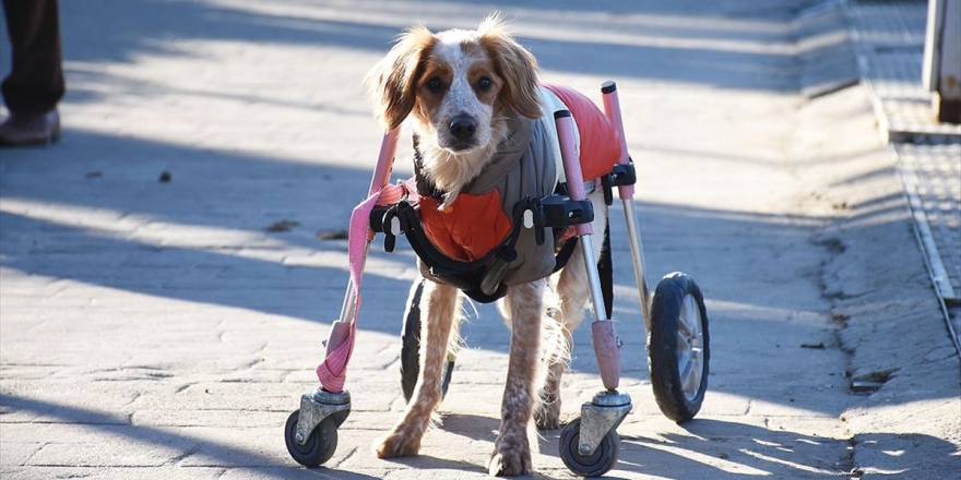 Bir Ayağını Kullanamayan 'Latte'yi Sevginin Gücü Ayağa Kaldırdı