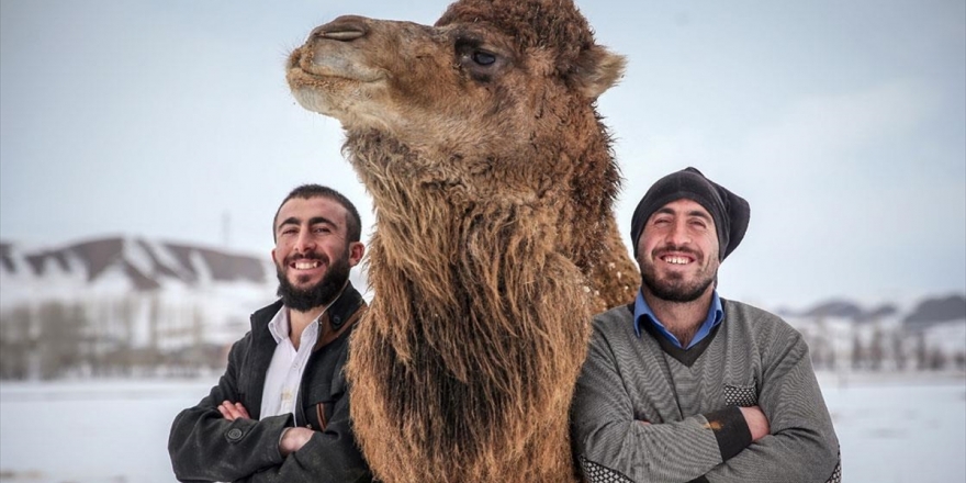 Çoban Kardeşler Kar Üstünde Şampiyon Develer Yetiştiriyor